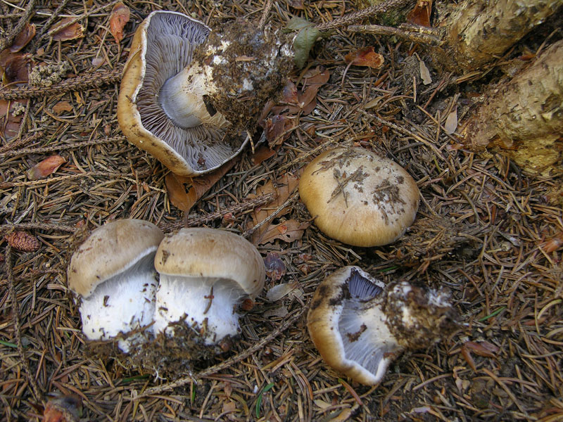 Cortinarius glaucopus